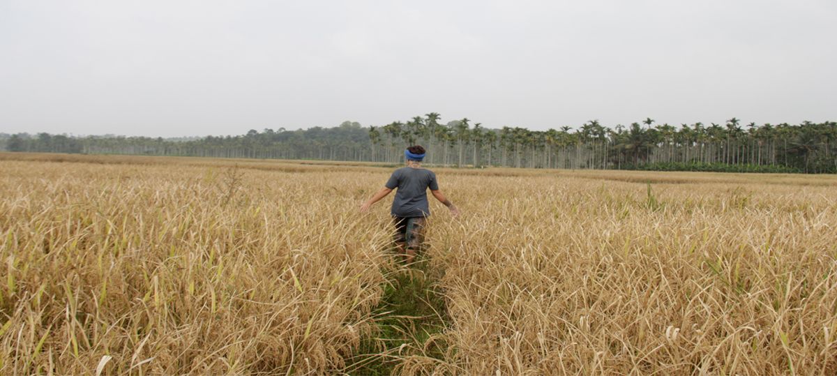 rice-fields-kerala